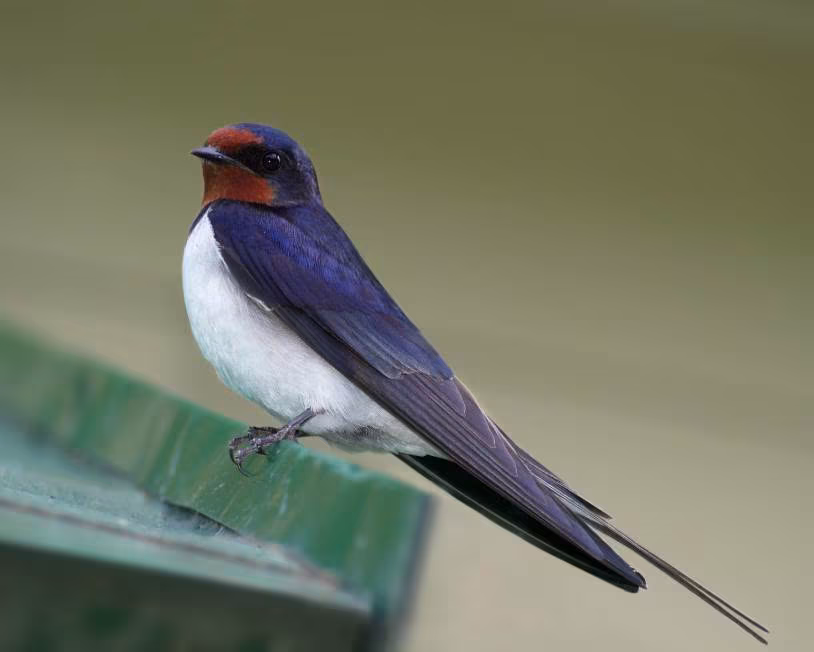 不是迷信！家中進了這3種「動物」，千萬別趕別傷害！趕走就是斷財路，老天送你財運留住旺三代！