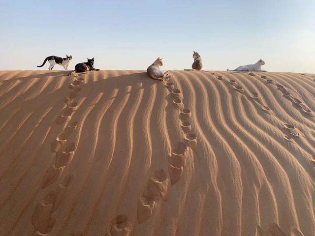 鏟屎官出嫁不舍愛貓，帶到沙漠，結果貓貓適應力超強「打滾騎駱駝」：一望無際的貓砂~