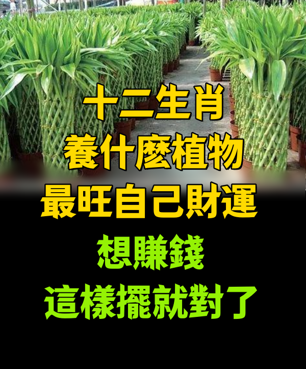 十二生肖養什麼植物最旺自己財運 想賺錢這樣擺就對了