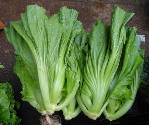 若診斷有糖尿病後，請記得這「7種食物」一定要忌口！家裡有老人一定要多注意！