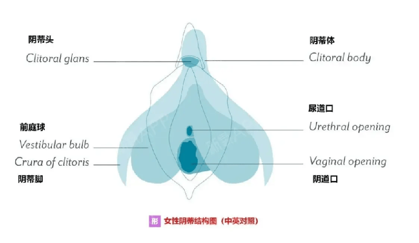 原來女性也有「包皮」，很多婦科隱患竟暗藏於此！