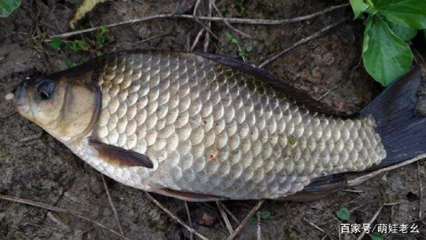 老公和友去夜釣！隔天才回家「開心拎一大桶魚」　人妻「一處理」臉色大變：他撒謊了？