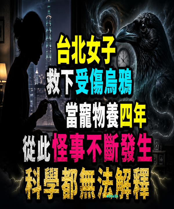 台北女子救下受傷烏鴉，當寵物養四年，從此怪事不斷發生，科學無法解釋