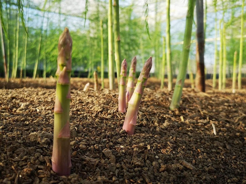 蘆筍功效與禁忌 ，一次看懂「蘆筍」的處理技巧、料理方式