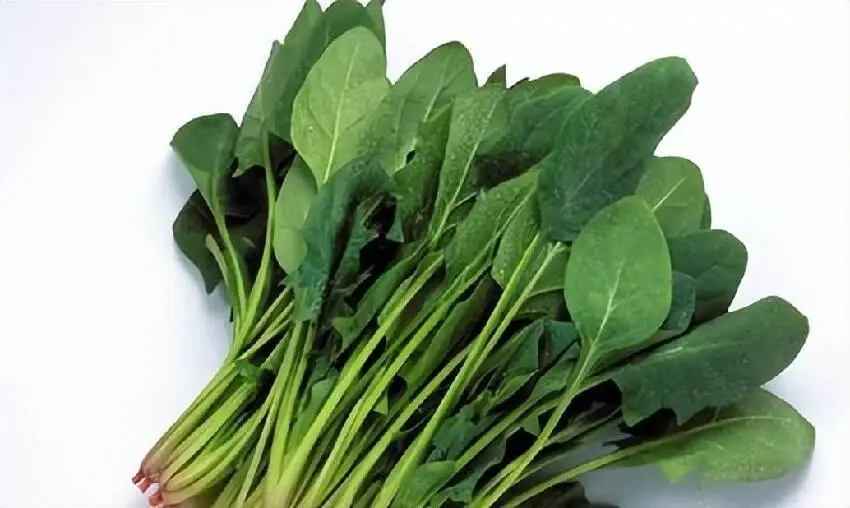 菠菜是結節的加速器!醫生提醒:不想結節癌變,儘量少吃八種食物~