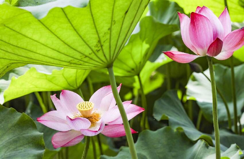 「4大生肖」夏天運最旺！ 接下來60天「財如雨下」，越熱越發財