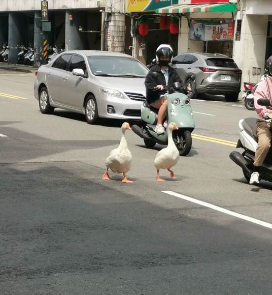 快訊／新竹知名鵝爸爸猝逝！曾帶「2大白鵝逛大街遭罰」　警消破門「已死亡多日」