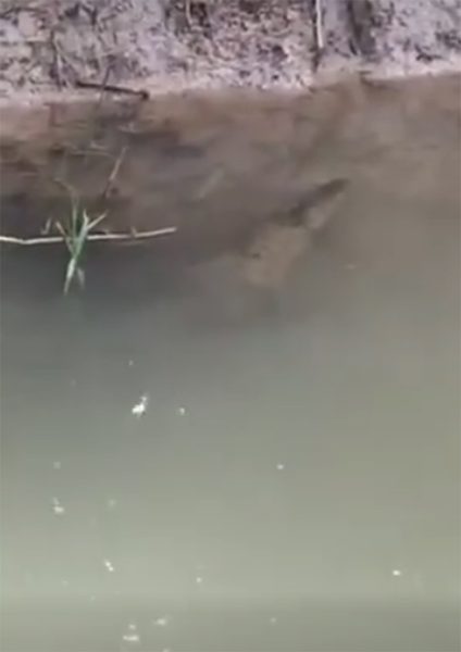 驚！溝渠內有鱷魚