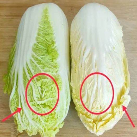 才知道，「綠葉白菜」和「黃葉白菜」原來區別這麼大，真漲知識了