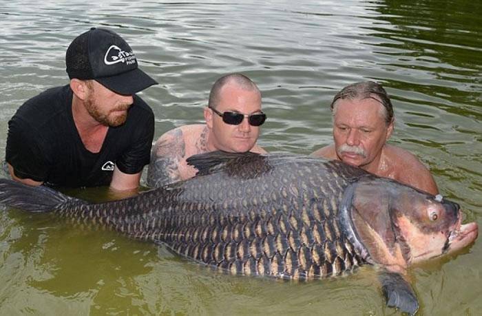 40幅罕見生物照片：章魚長著透明腦袋，巴西工地挖出400公斤巨蟒