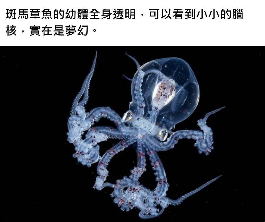 40幅罕見生物照片：章魚長著透明腦袋，巴西工地挖出400公斤巨蟒