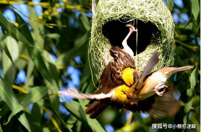 全球最大鳥巢，重量1噸卻無人掏鳥蛋，當地人：看看上面住著誰