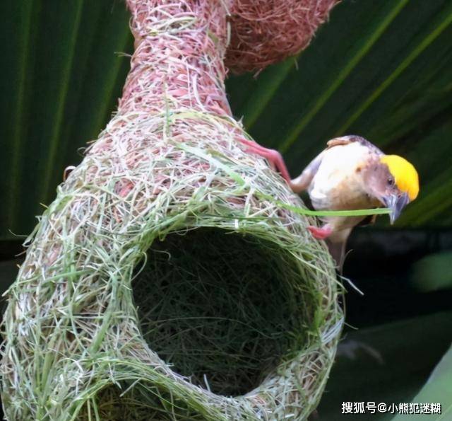 全球最大鳥巢，重量1噸卻無人掏鳥蛋，當地人：看看上面住著誰