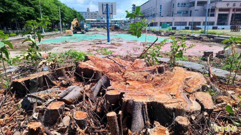 為了保護陳年老樹！屋主直接「在陽台地板挖洞」暖心幫開路　不只是「天然遮陽傘」還有貼心功能