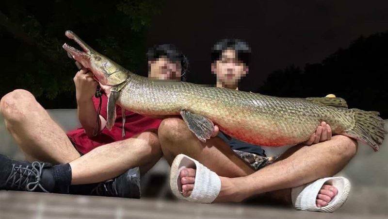 道歉沒用！學生吃掉228公園鱷雀鱔，北市府要開罰了！