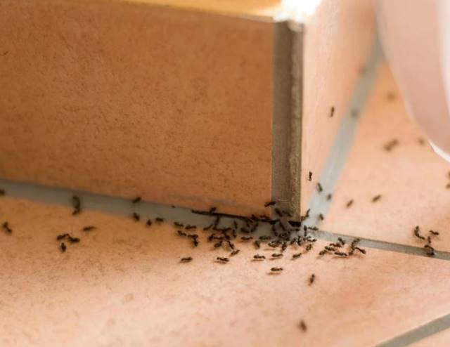 家裡很多螞蟻，用橡皮筋加一物，讓螞蟻全部消失，比殺蟲劑更有效