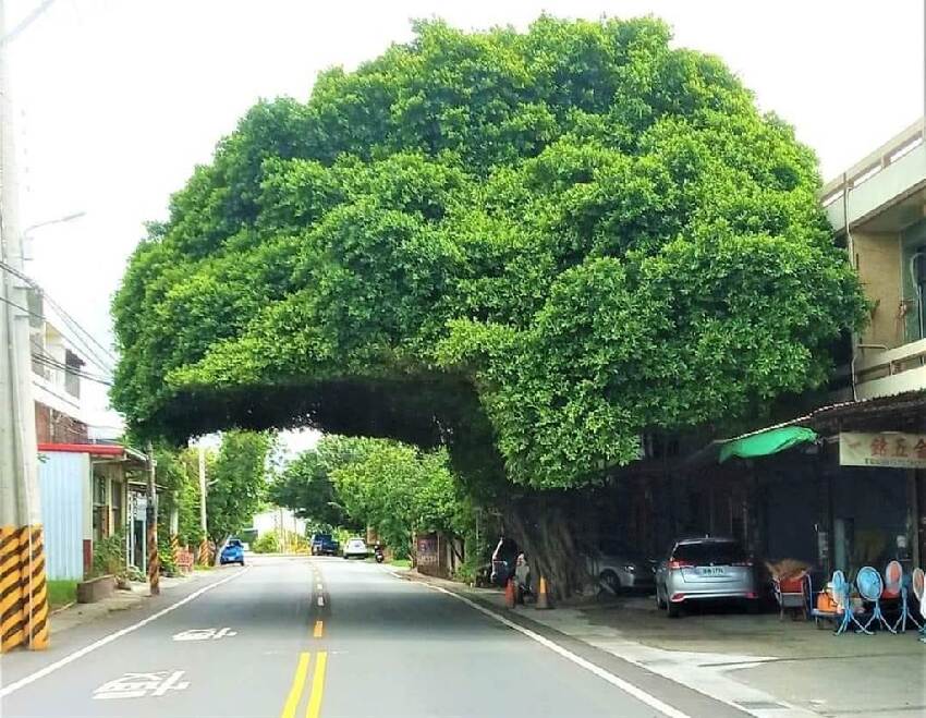 奇特街景！彰化路旁驚見「巨型安全帽樹」萬人朝聖　在地人揭密「不是人為修剪」：很多地方都有！