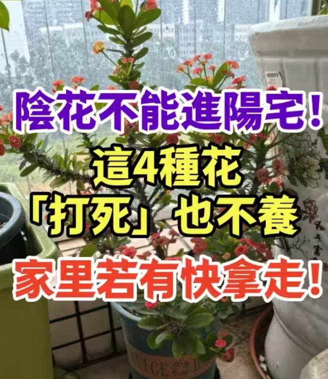 陰花不能進陽宅！這4種花「打死」也不養，家裡若有快拿走.
