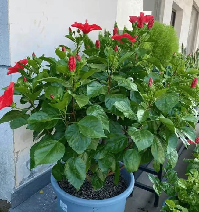 陰花不能進陽宅！這4種花「打死」也不養，家裡若有快拿走.