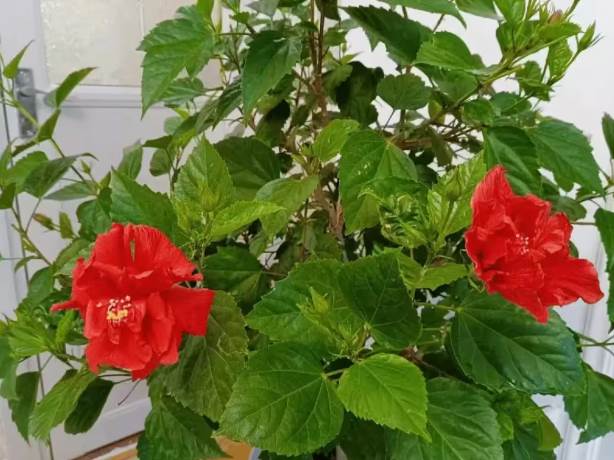 陰花不能進陽宅！這4種花「打死」也不養，家裡若有快拿走.