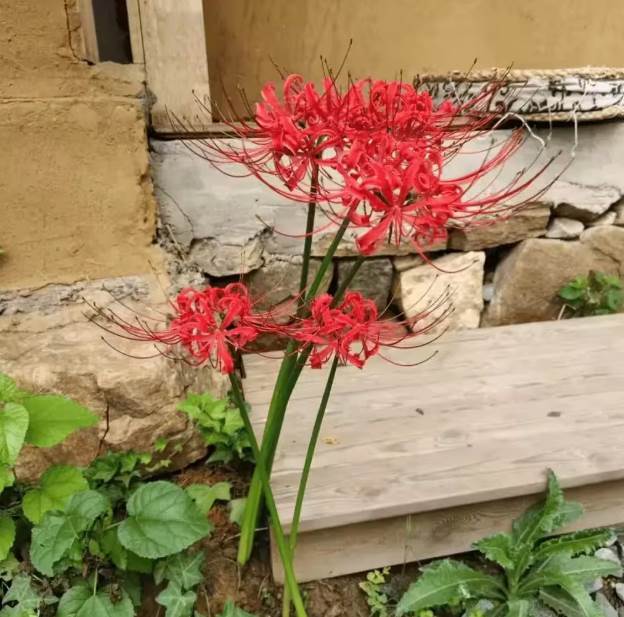 陰花不能進陽宅！這4種花「打死」也不養，家裡若有快拿走.