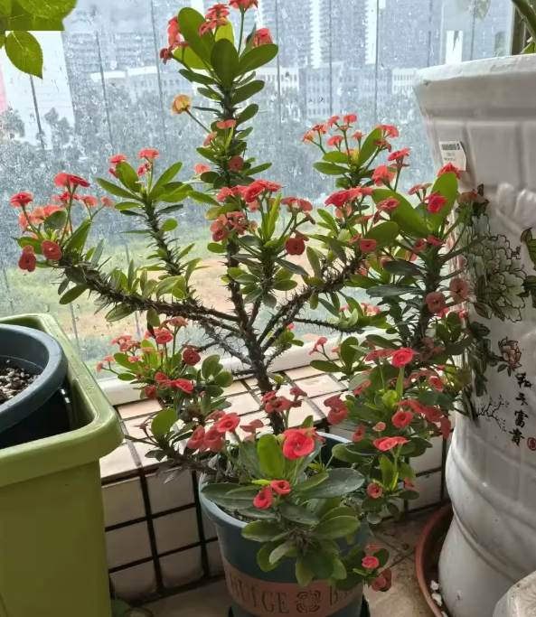 陰花不能進陽宅！這4種花「打死」也不養，家裡若有快拿走.