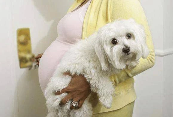 整天和狗狗待在一起！她懷孕6個月後「覺得不對勁」跑醫院，檢查「結果出來」後當場失控嚇哭