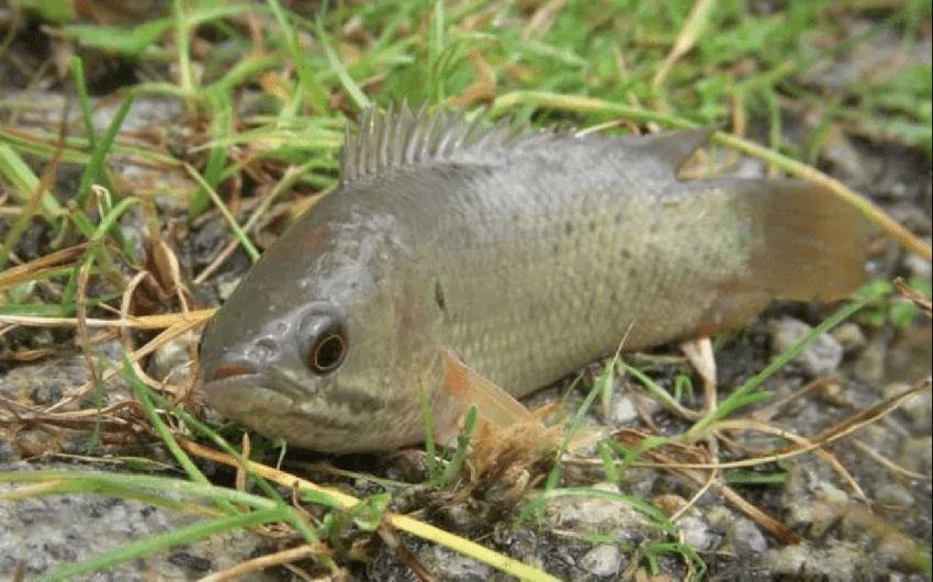 雨後看見一群魚爬山？能離水7天去找水源，這種魚是要進化成人？