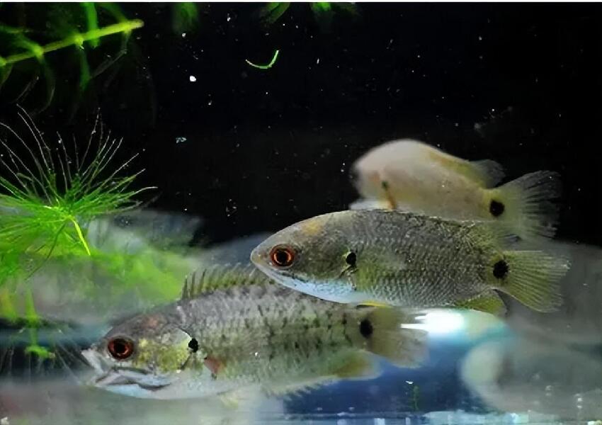 雨後看見一群魚爬山？能離水7天去找水源，這種魚是要進化成人？