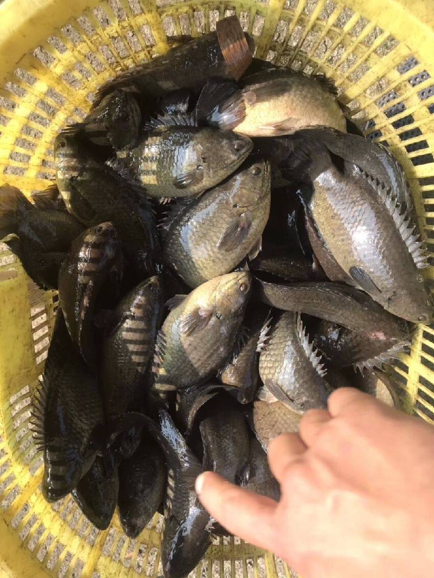 雨後看見一群魚爬山?能離水7天去找水源,這種魚是要進化成人?