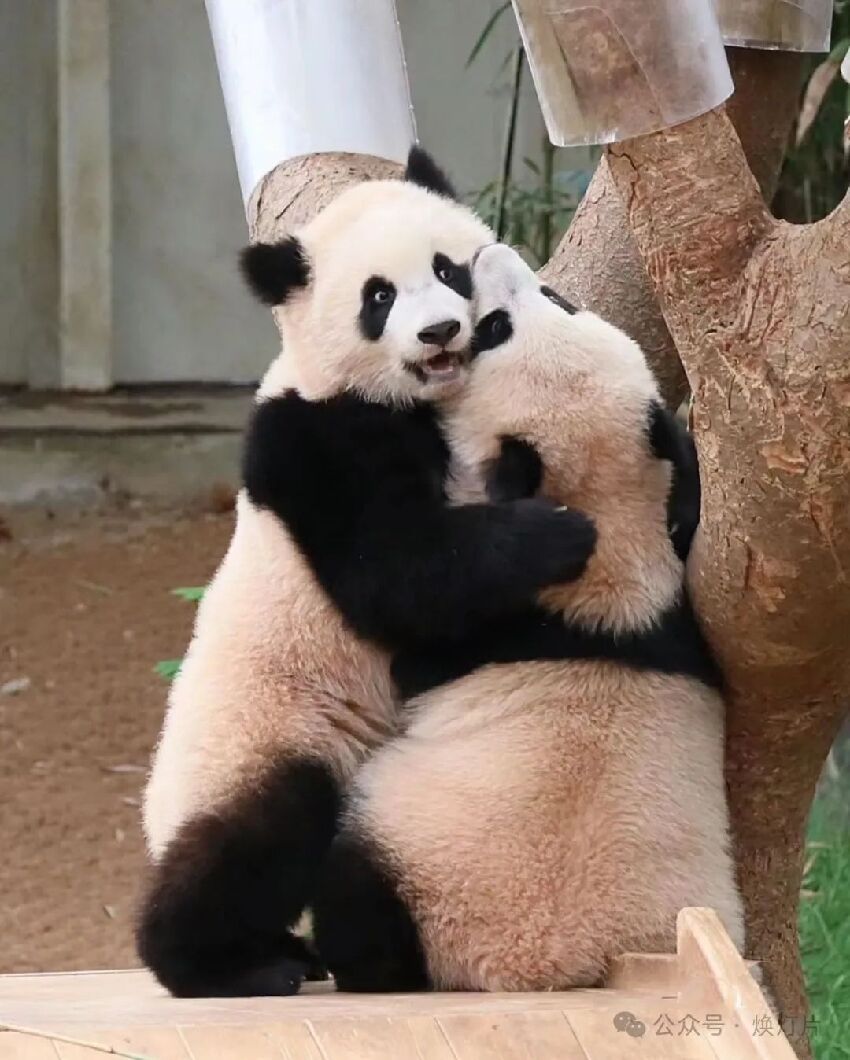 大熊貓睿寶和輝寶的精彩歡樂生活