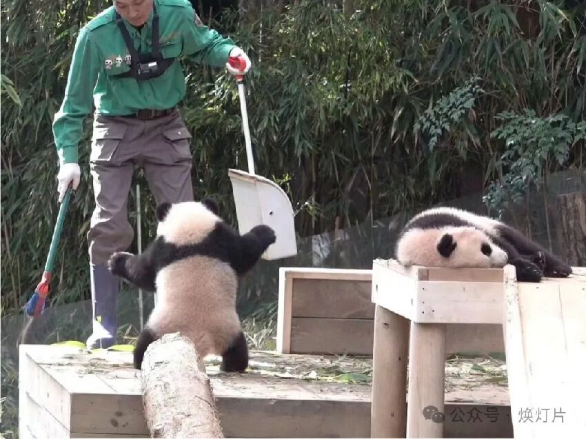 大熊貓睿寶和輝寶的精彩歡樂生活