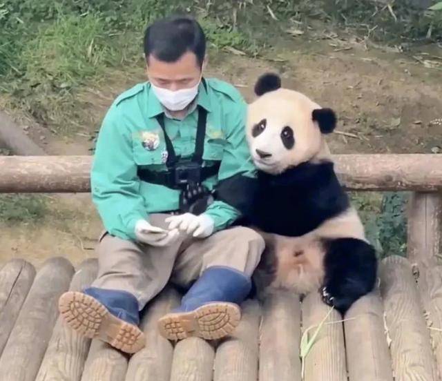 大熊貓「福寶」一家和爺爺的故事