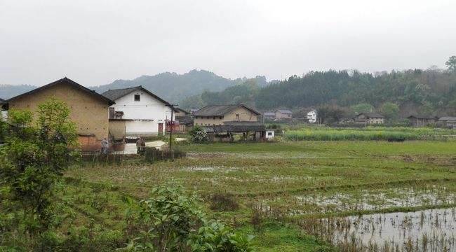 老話常說：「蛇進家門不能打」這是為何「蛇進屋的原因」很多人都不知道