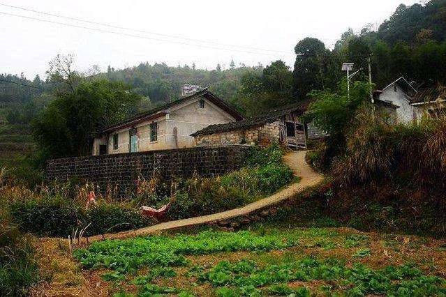 老話常說：「蛇進家門不能打」這是為何「蛇進屋的原因」很多人都不知道