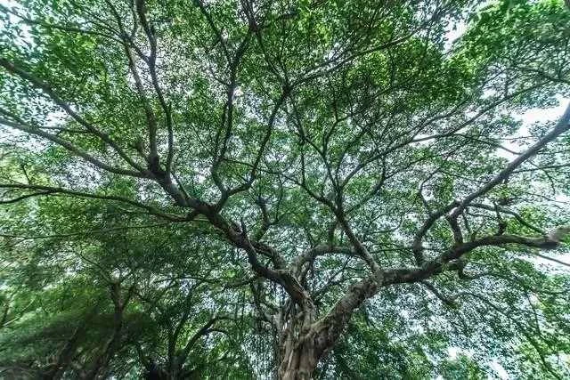 奶奶臨終前囑託院子的樹賣掉後，錢都給爸爸，沒想到大伯非要來爭，賣400元要求分一半，兩人差點大打出手，因此老死不相往來20多年。直到爸爸接了一通電話，當場老淚縱橫!…