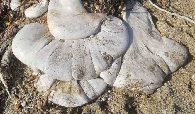 沙灘驚現「詭異白乳膠」 浪犬狂蹭「興奮搖尾」專家解密樂翻:有新生命誕生了