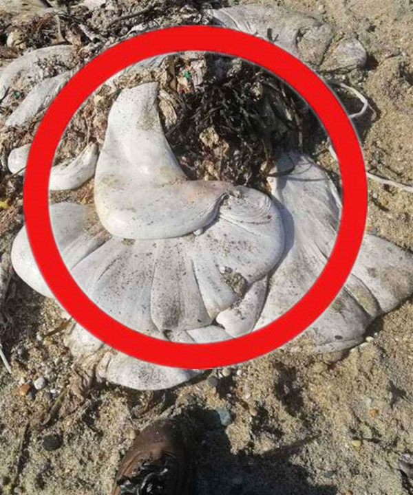 沙灘驚現「詭異白乳膠」 浪犬狂蹭「興奮搖尾」專家解密樂翻:有新生命誕生了