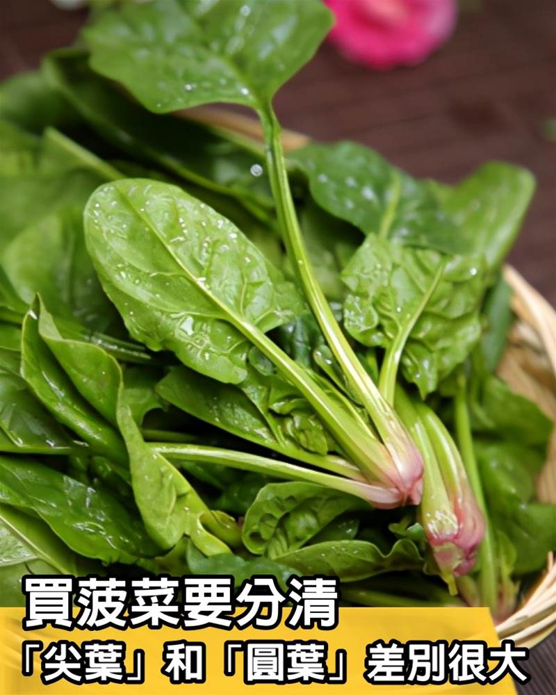 買菠菜，要分清「尖葉」和「圓葉」差別很大，弄明白了再掏錢