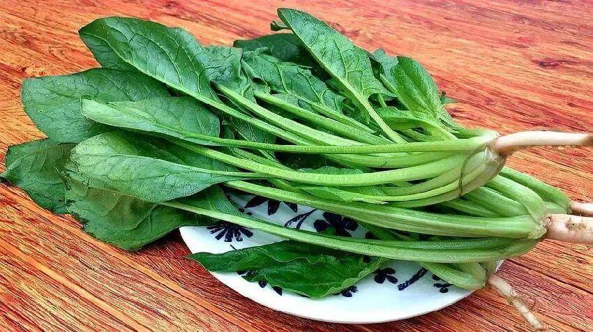 買菠菜，要分清「尖葉」和「圓葉」差別很大，弄明白了再掏錢