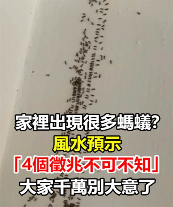 家裡突然出現很多螞蟻？風水預示「4個徵兆不可不知」，大家千萬別大意了