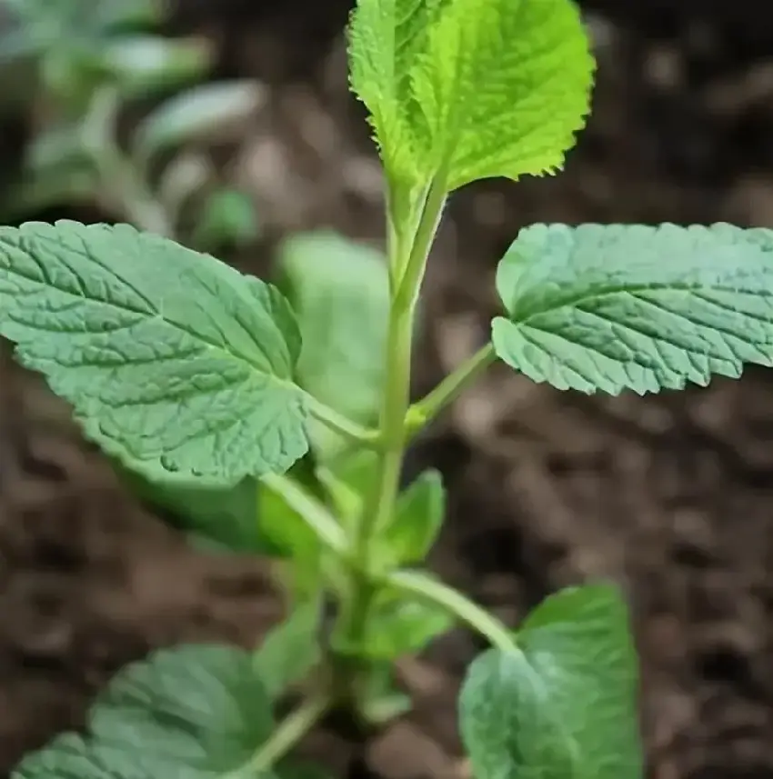 蚊子最怕這「4種花」，多養1盆在陽台，香味比「香水」還好聞！