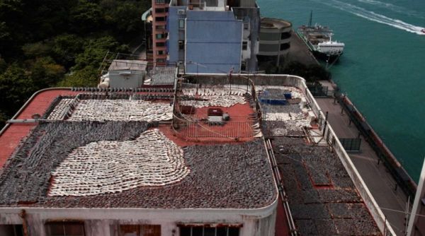 站窗口看風景！發現對面屋頂佈滿「瓦片」　攝影師拿相機「放大查看」後立刻報警