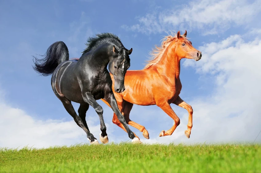 33歲的馬，45歲的馬，57歲的馬，69歲的馬，【屬馬人】的晚年命運！