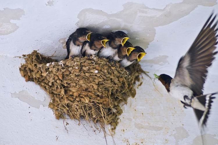 家裡突然出現很多螞蟻？風水預示「4個徵兆不可不知」大家千萬別大意了