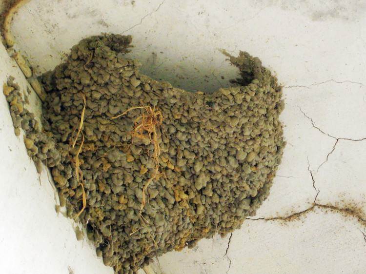 家裡突然出現很多螞蟻？風水預示「4個徵兆不可不知」大家千萬別大意了