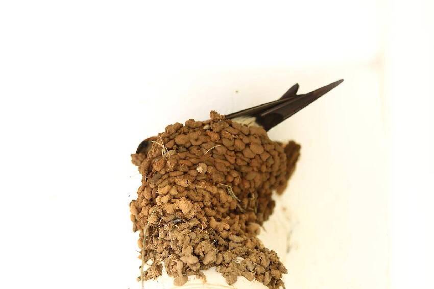 家裡突然出現很多螞蟻？風水預示「4個徵兆不可不知」大家千萬別大意了