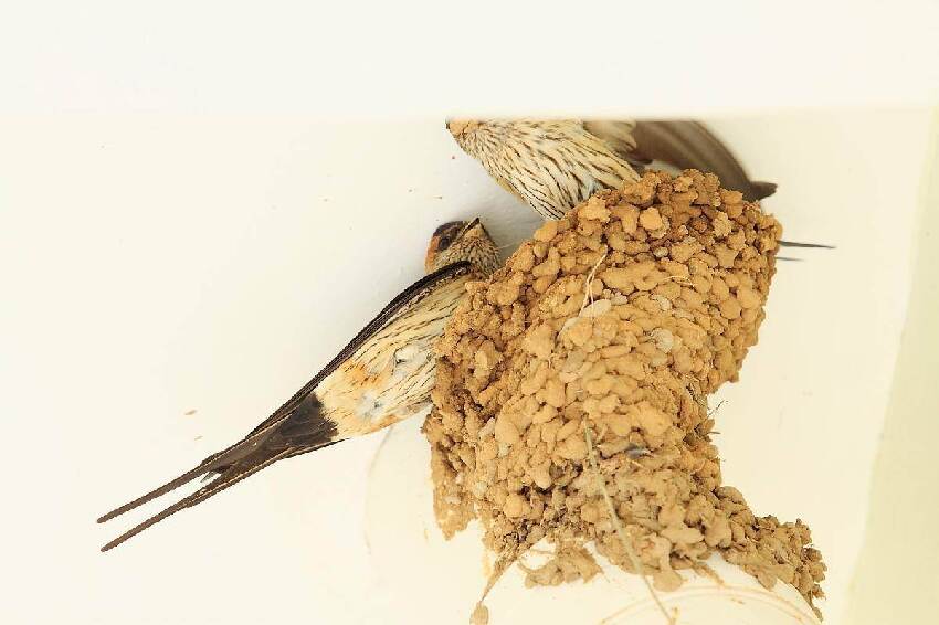 家裡突然出現很多螞蟻？風水預示「4個徵兆不可不知」大家千萬別大意了