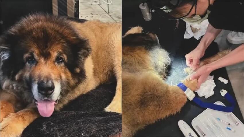 昔攻擊老婆害流產…館長愛犬離世！安樂死前夕「最後道別」畫面曝：我愛你兄弟