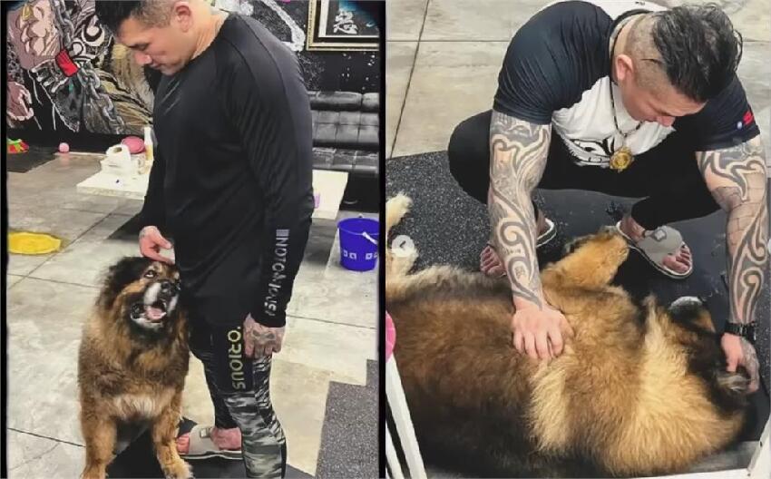 昔攻擊老婆害流產…館長愛犬離世！安樂死前夕「最後道別」畫面曝：我愛你兄弟